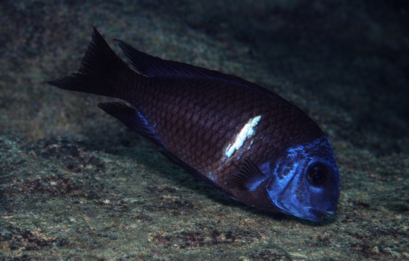 Tropheus duboisi 'Kigoma'